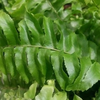 Nefrolepsis Wysoki - brown standard pot