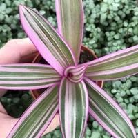 Spathacea Tricolour - white standard pot , 12 - 15 inch