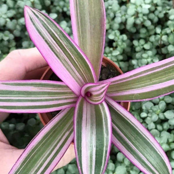Spathacea Tricolour - white standard pot , 12 - 15 inch