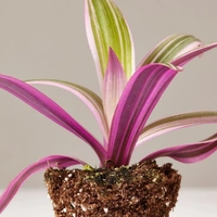 Spathacea Tricolour - brown standard pot 
