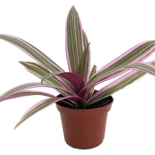 Spathacea Tricolour - brown standard pot 