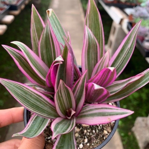 Spathacea Tricolour - brown standard pot 