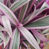Spathacea Tricolour - brown standard pot 