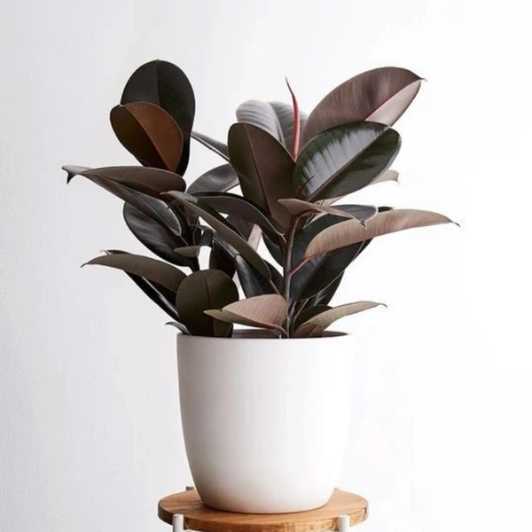 Rubber Plant  - white standard pot , 0.5 - 1 feet