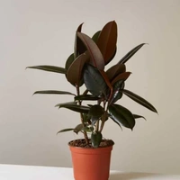 Rubber Plant  - white standard pot , 0.5 - 1 feet