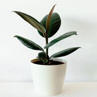 Rubber Plant  - white standard pot , 0.5 - 1 feet