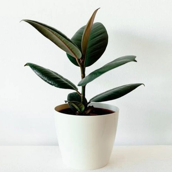 Rubber Plant  - white standard pot , 0.5 - 1 feet