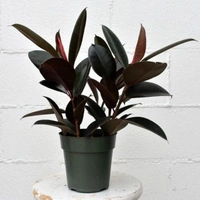 Rubber Plant  - white standard pot , 0.5 - 1 feet