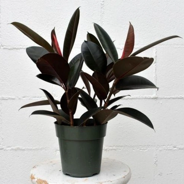Rubber Plant  - white standard pot , 0.5 - 1 feet