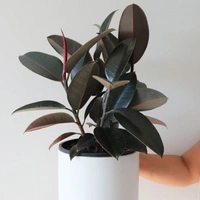 Rubber Plant  - white standard pot , 0.5 - 1 feet