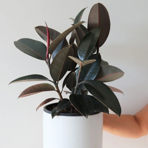 Rubber Plant  - white standard pot , 0.5 - 1 feet