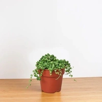 Combo Of String Of Banana And Combo Of Perals - black hanging pot , 15 - 20 cm