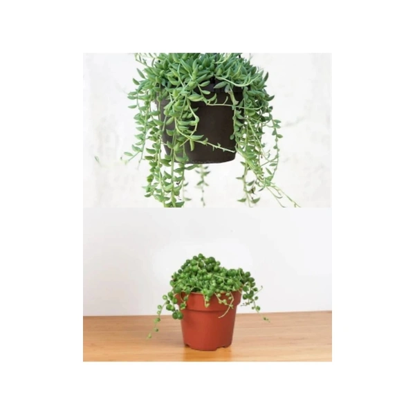 Combo Of String Of Banana And Combo Of Perals - black hanging pot , 15 - 20 cm