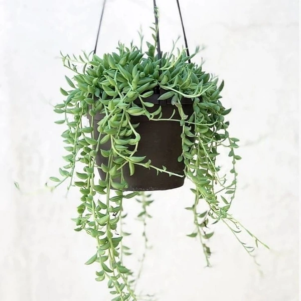 Combo Of String Of Banana And Combo Of Perals - black hanging pot , 15 - 20 cm