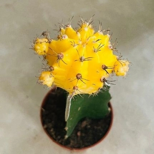 Moon Cactus ( Yellow ) - brown colour standard  pot 