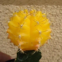 Moon Cactus ( Yellow ) - brown colour standard  pot 