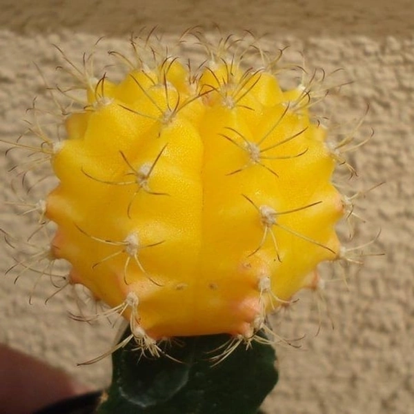 Moon Cactus ( Yellow ) - brown colour standard  pot 