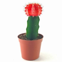 Combo Of Moon Cactus ( Red , Pink And Yellow )  - brown standard pot