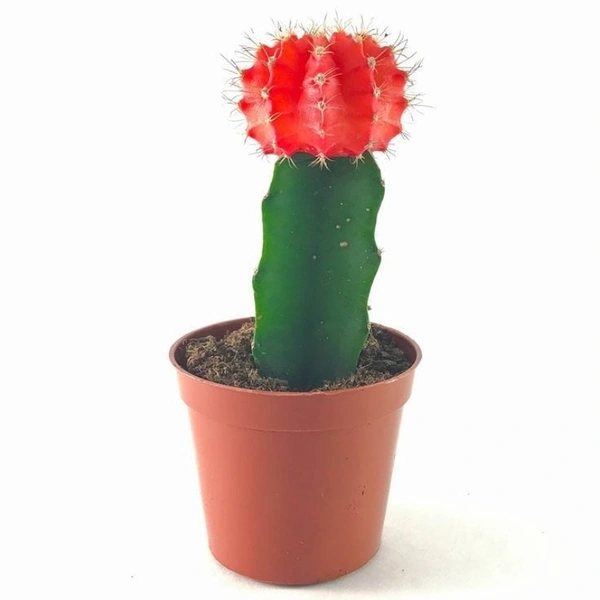 Combo Of Moon Cactus ( Red , Pink And Yellow )  - brown standard pot