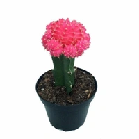 Combo Of Moon Cactus ( Red , Pink And Yellow )  - brown standard pot