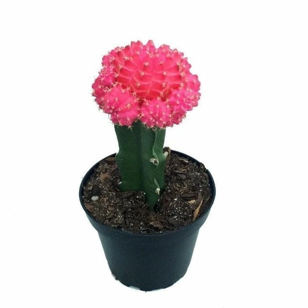 Combo Of Moon Cactus ( Red , Pink And Yellow )  - brown standard pot