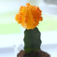 Combo Of Moon Cactus ( Red , Pink And Yellow )  - brown standard pot