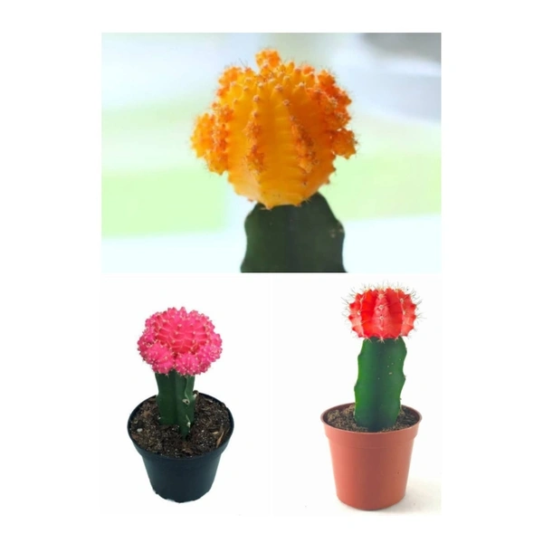 Combo Of Moon Cactus ( Red , Pink And Yellow )  - brown standard pot