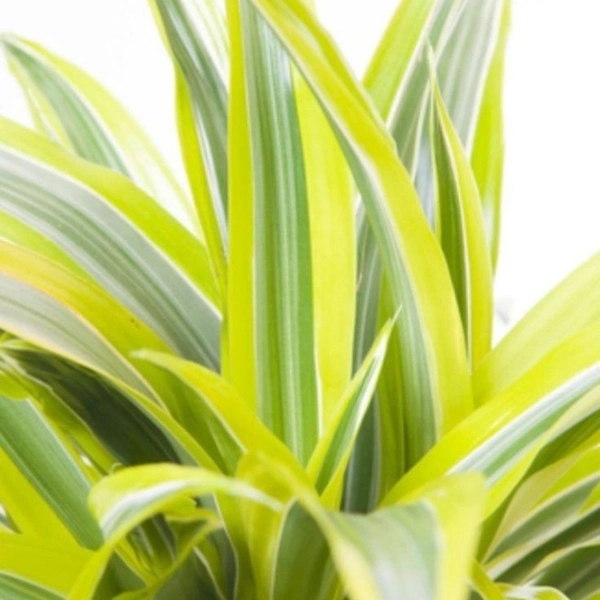 Dracenta Lemon Lime  - white standard pot , 0.5 - 1 feet