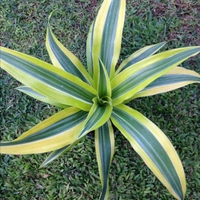 Dracenta Lemon Lime  - white standard pot , 0.5 - 1 feet
