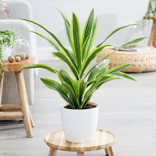 Dracenta Lemon Lime  - white standard pot , 0.5 - 1 feet