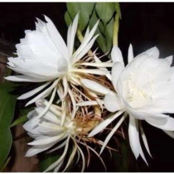 Brahmakamal - white standard pot , 12 - 15 inch