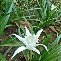 Brahmakamal - white standard pot , 12 - 15 inch