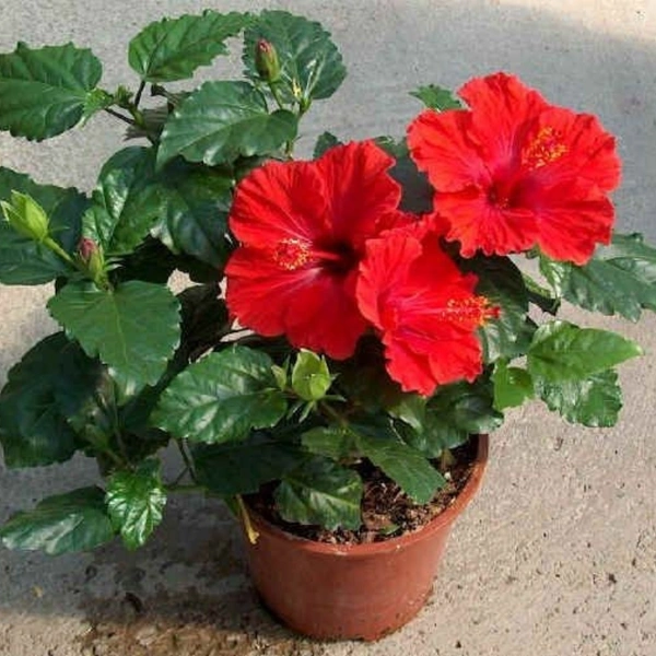 Hibiscus Red  - white standard pot , 0.5 - 1 feet