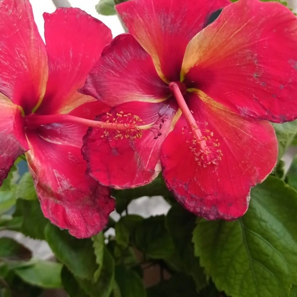 Hibiscus Red  - white standard pot , 0.5 - 1 feet