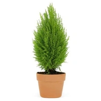 Green Cypress - brown standard pot 