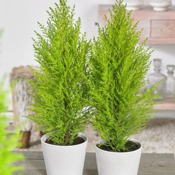 Green Cypress - brown standard pot 