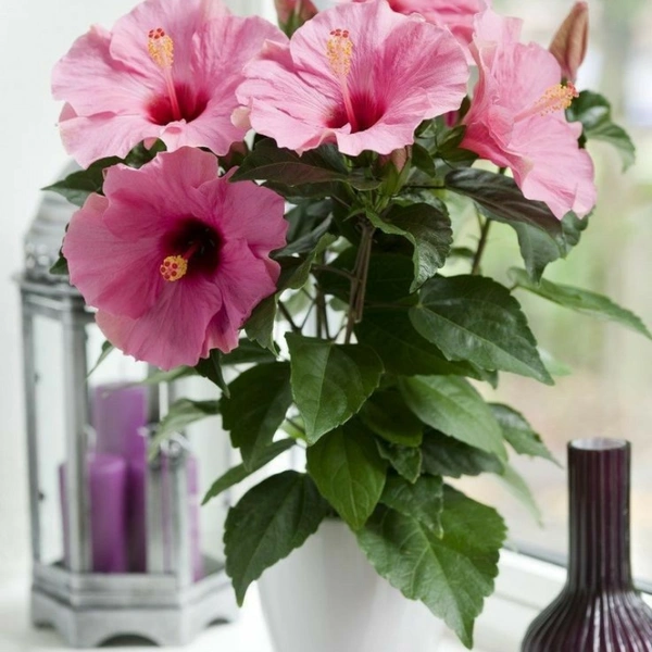 Hibiscus Pink - white standard pot , 0.5 - 1 feet