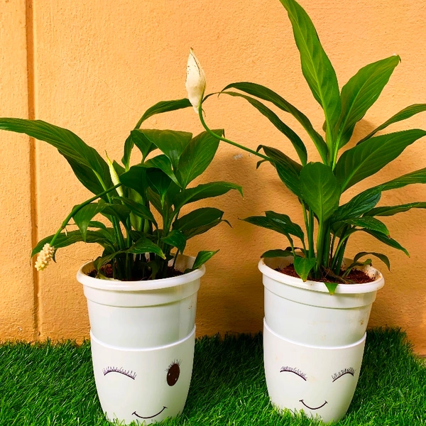 2 Peace Lily ( With 2 Cute Pots )  - white outer + white inner pot , 12 - 15 inch 