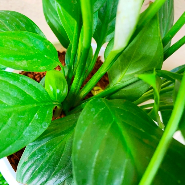 2 Peace Lily ( With 2 Cute Pots )  - white outer + white inner pot , 12 - 15 inch 