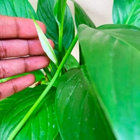 2 Peace Lily ( With 2 Cute Pots )  - white outer + white inner pot , 12 - 15 inch 