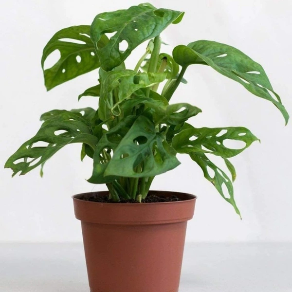 Broken Heart  - white standard pot , 12 - 15 inch