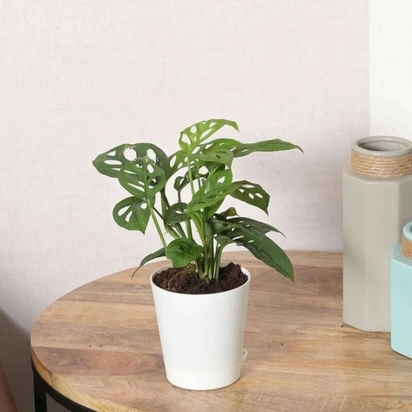 Broken Heart  - white standard pot , 12 - 15 inch