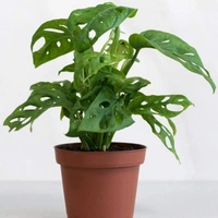 Broken Heart  - brown standard pot