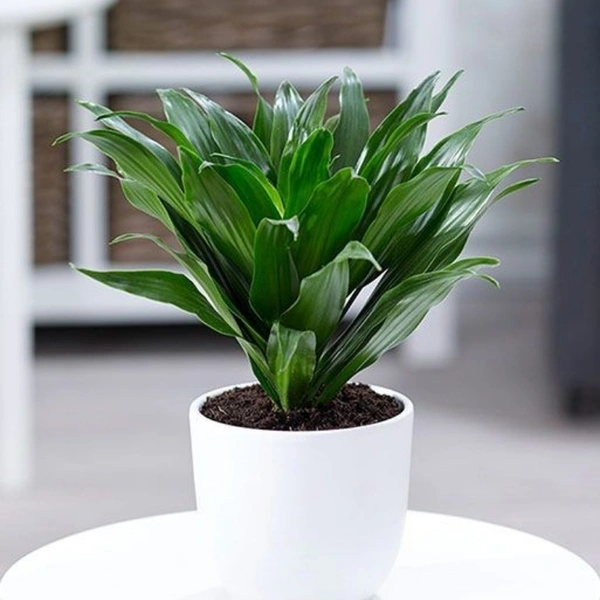 Dracenta Compacta  - white standard pot, 0.5 - 1 feet