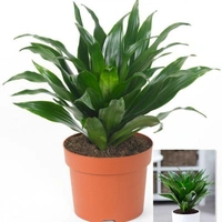 Dracenta Compacta  - white standard pot, 0.5 - 1 feet
