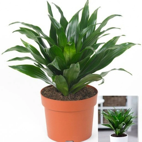 Dracenta Compacta  - white standard pot, 0.5 - 1 feet