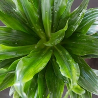 Dracenta Compacta  - white standard pot, 0.5 - 1 feet