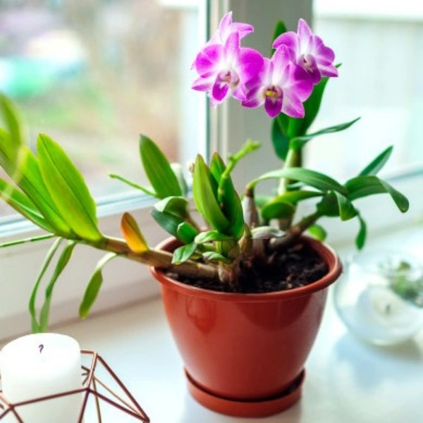 Orchid ( Purple )  - black standard coal basket , 0.5 - 1 feet