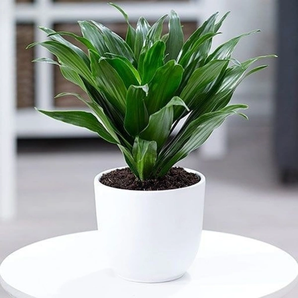 Dracenta ( Combo Of Lemon Lime And Compacta )  - white standard pot , 0.5 - 1 feet