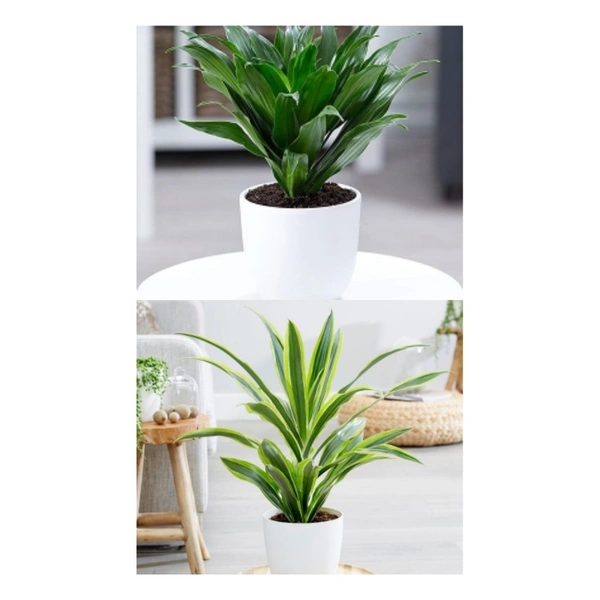 Dracenta ( Combo Of Lemon Lime And Compacta )  - white standard pot , 0.5 - 1 feet